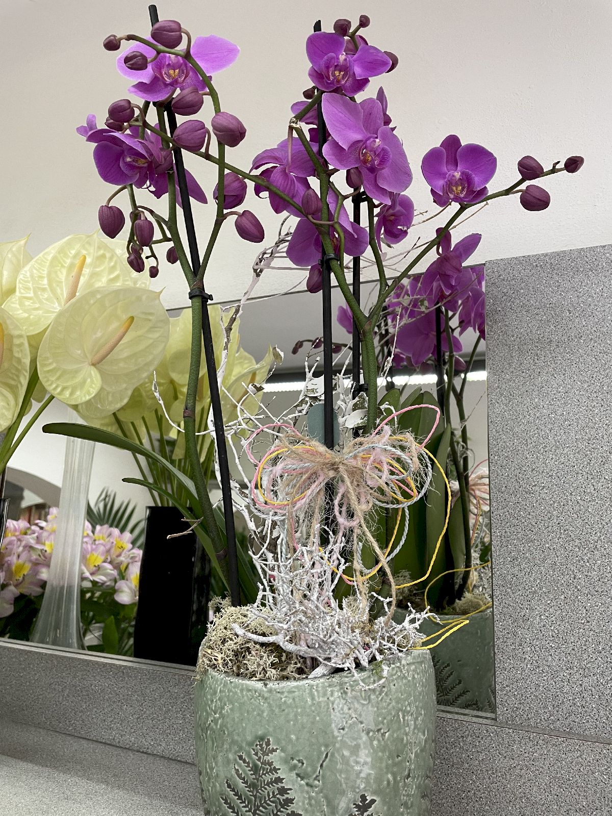 Negozio di Fiori, Piante ornamentali San Miniato - Ferri Leda