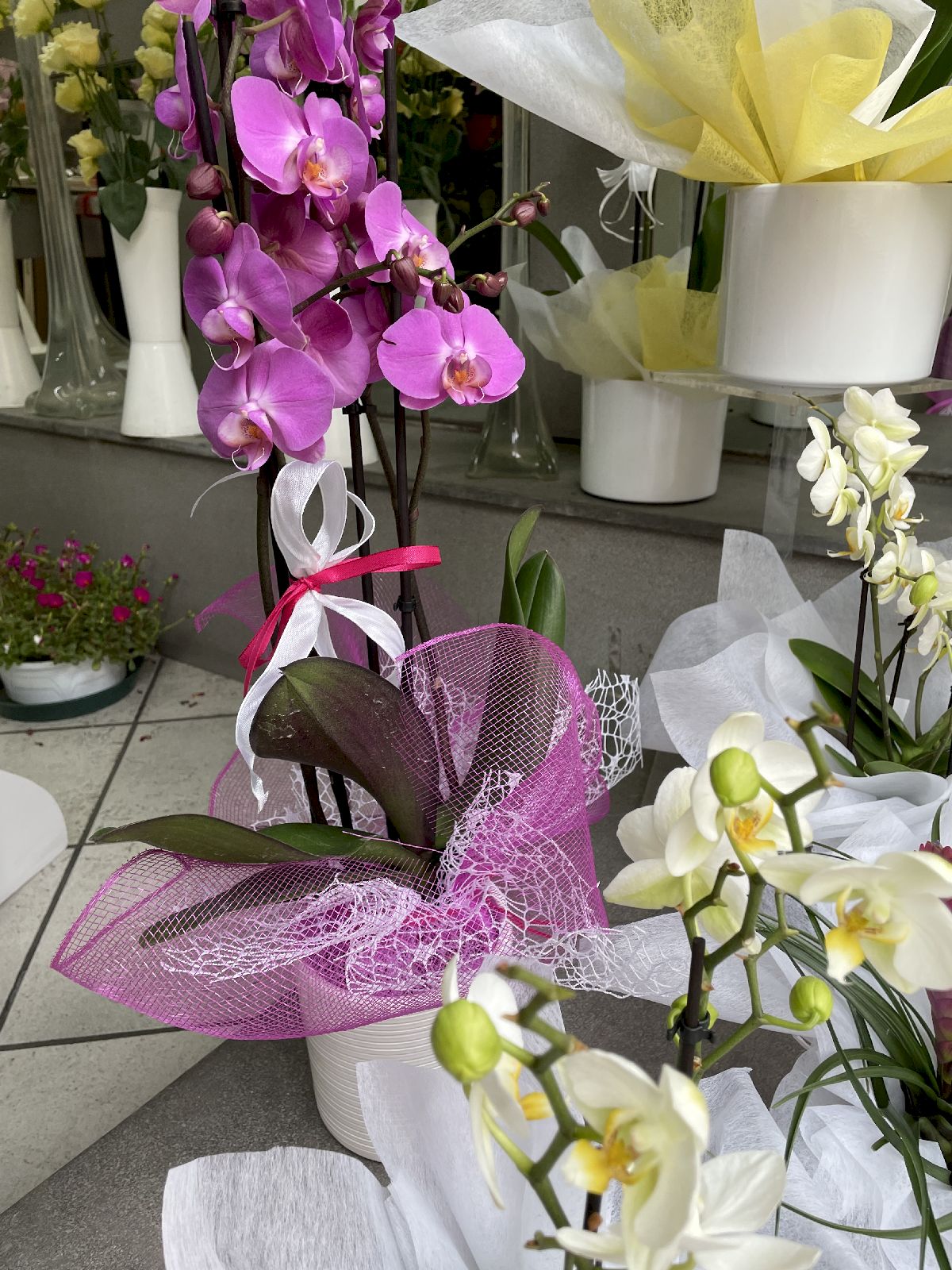 Negozio di Fiori, Piante ornamentali San Miniato - Ferri Leda