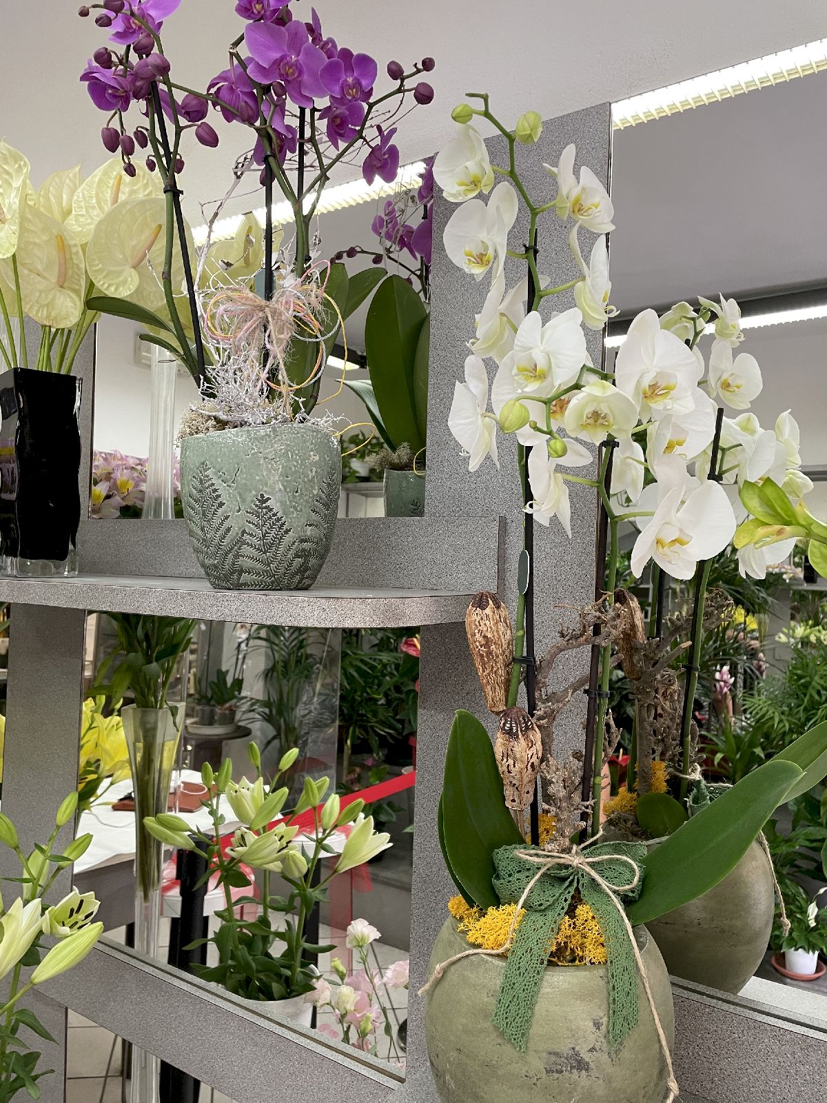 Negozio di Fiori, Piante ornamentali San Miniato - Ferri Leda