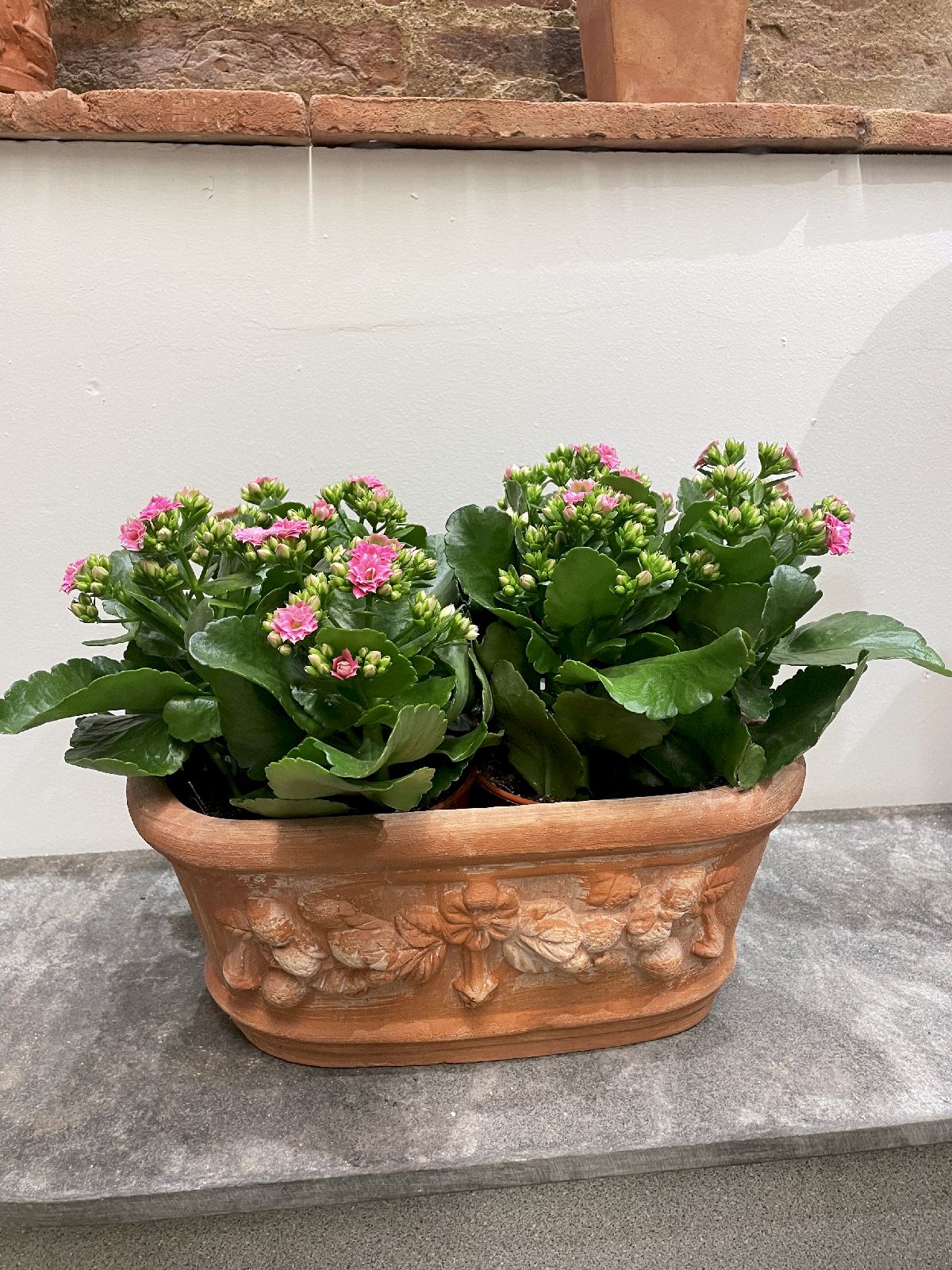 Piante Da Appartamento e Da Giardino San Miniato - Ferri Leda