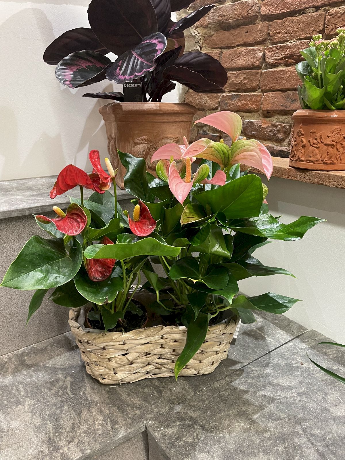 Piante Da Appartamento e Da Giardino San Miniato - Ferri Leda