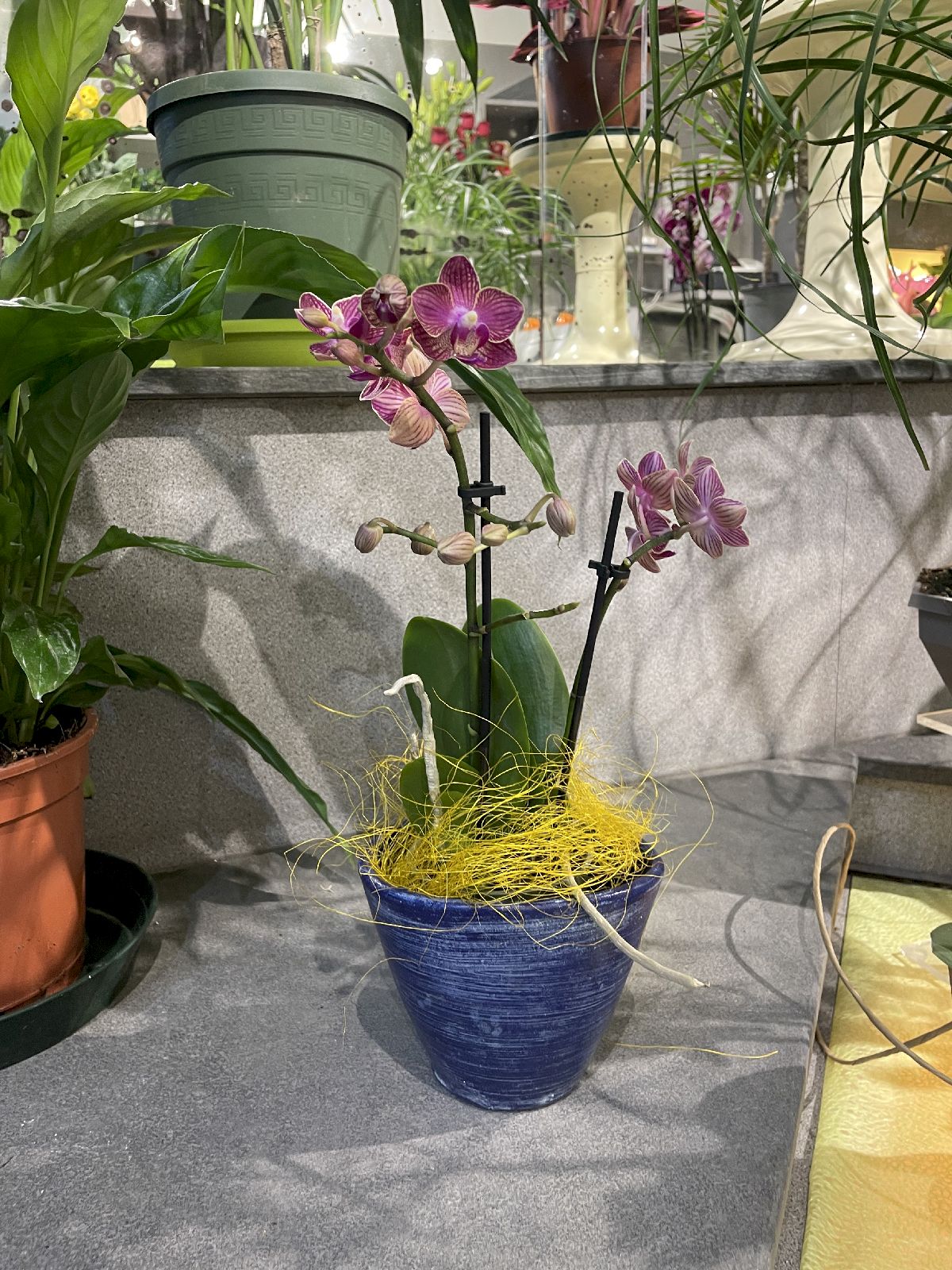 Piante Da Appartamento e Da Giardino San Miniato - Ferri Leda