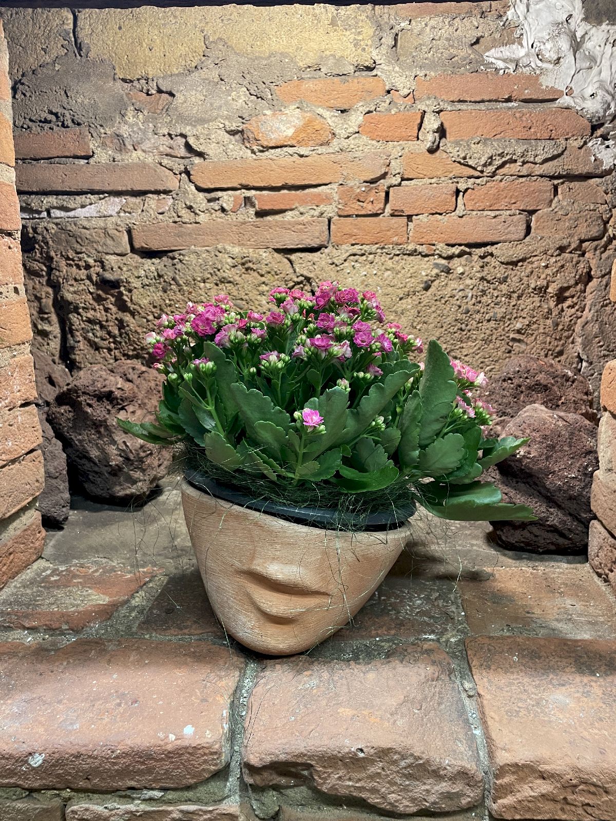 Piante Da Appartamento e Da Giardino San Miniato - Ferri Leda