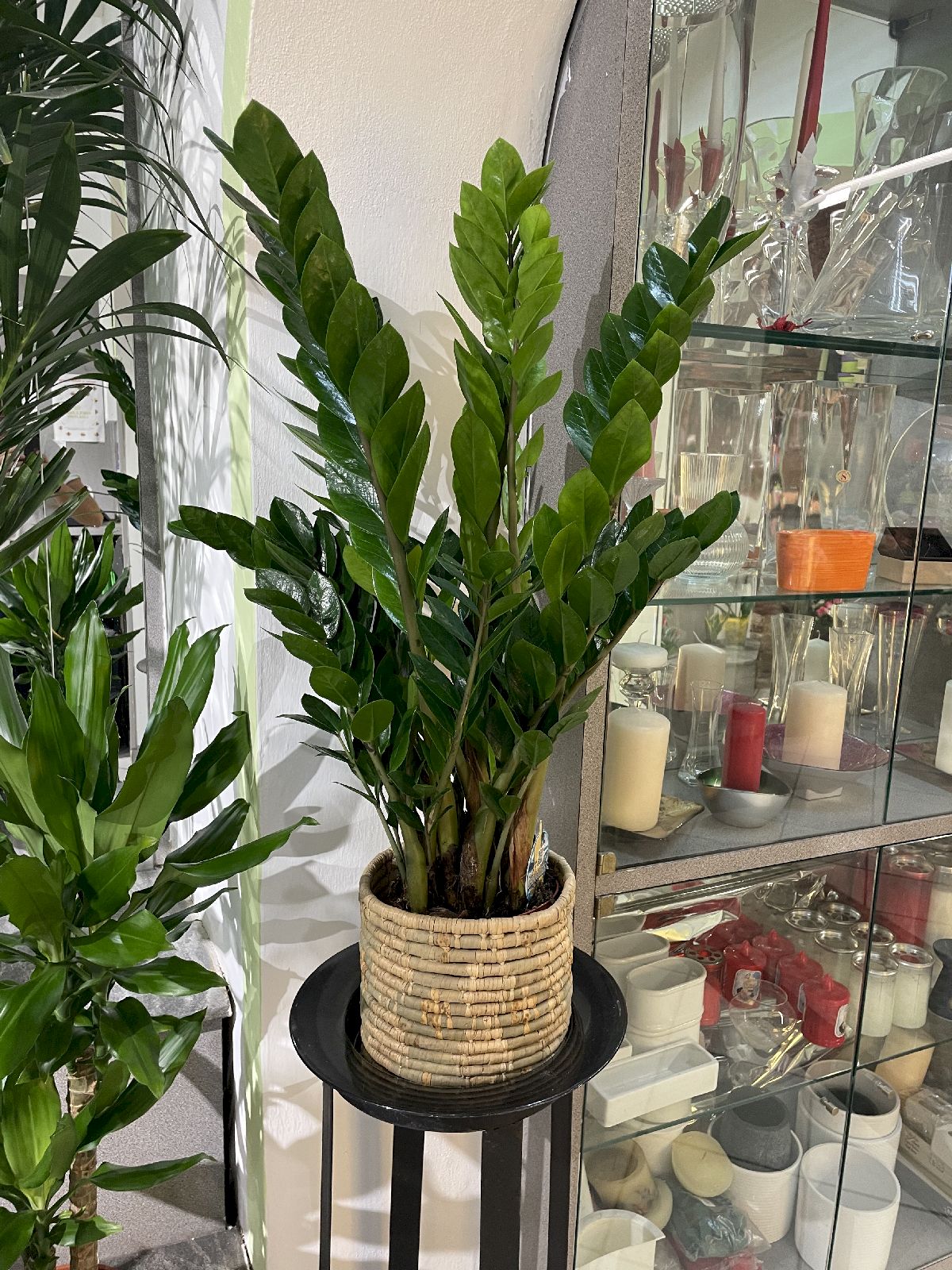 Piante Da Appartamento e Da Giardino San Miniato - Ferri Leda