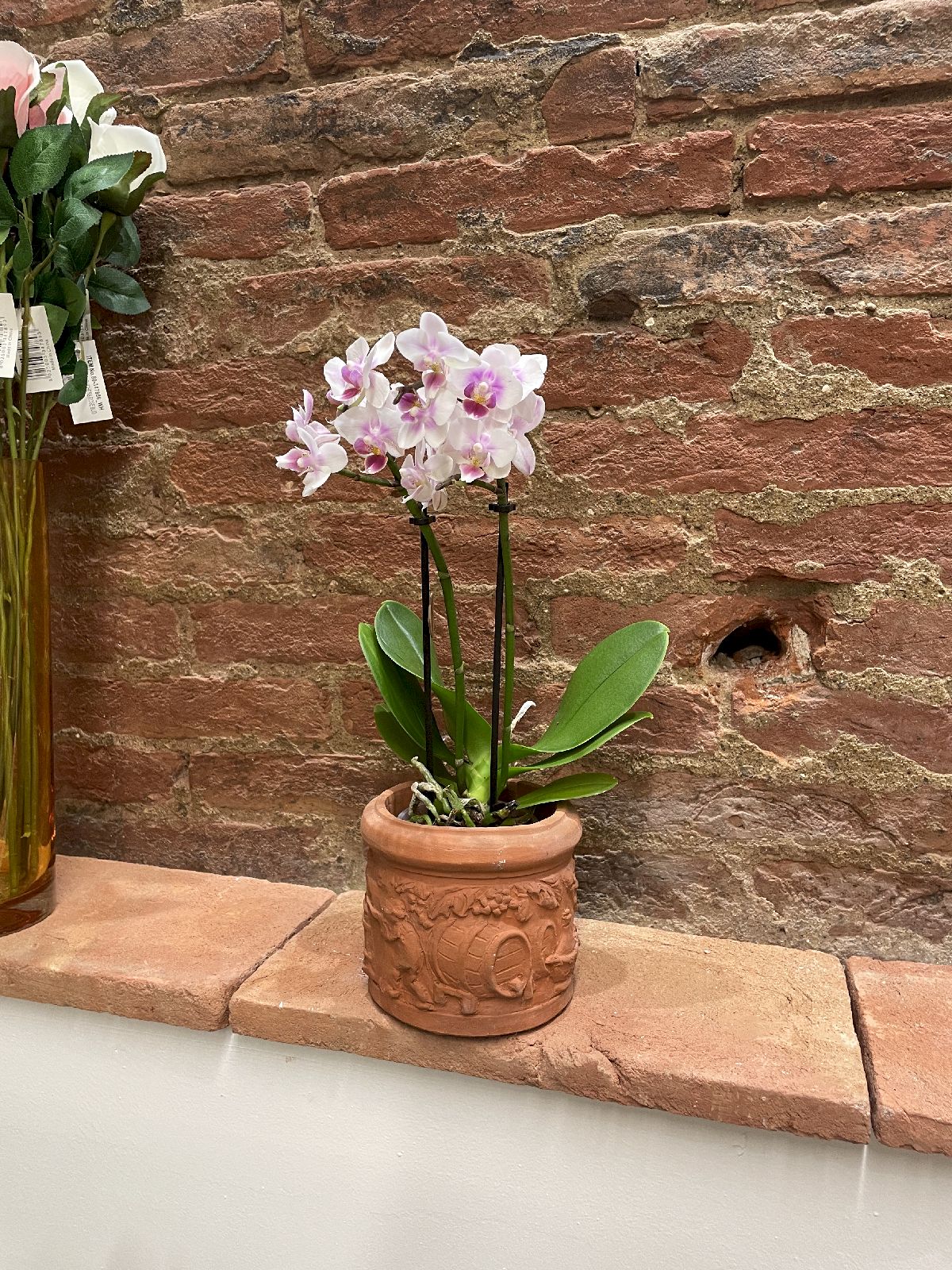 Piante Da Appartamento e Da Giardino San Miniato - Ferri Leda