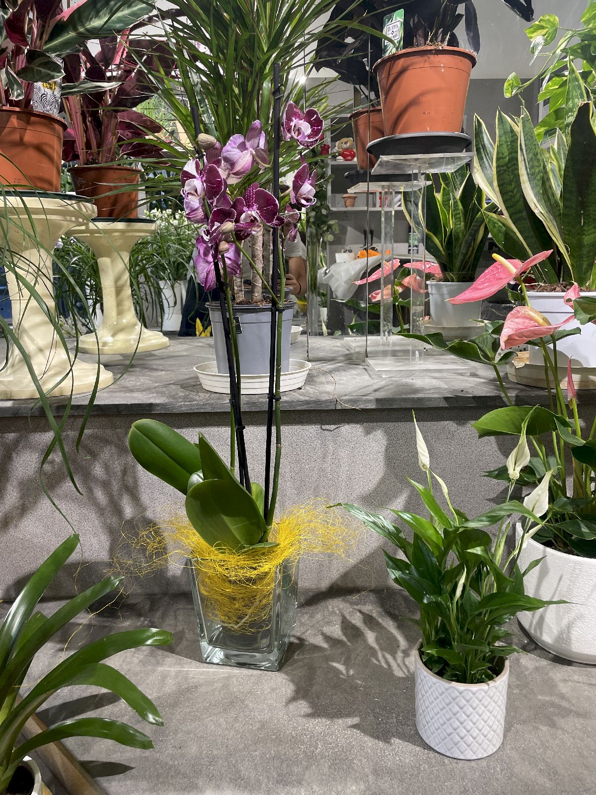 Vendita Fiori a San Miniato - Ferri Leda